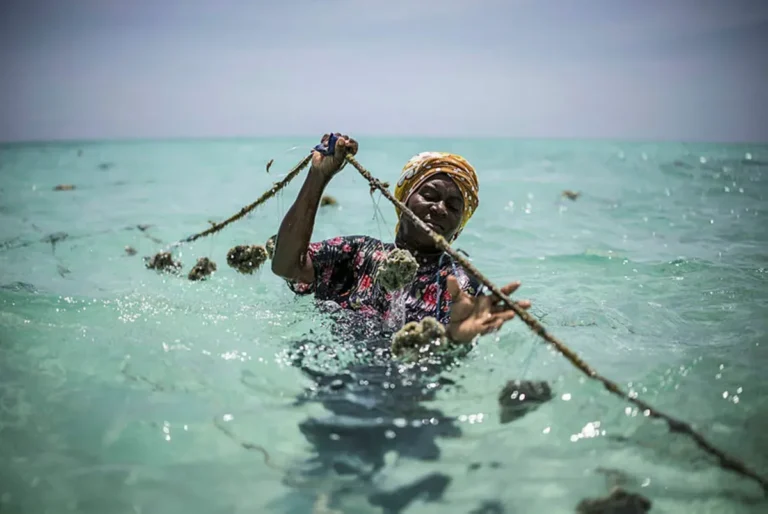 Zanzibar women turn to sponge farming as oceans heat up