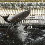 Antibiotic traces from salmon farms found in Australian marine species