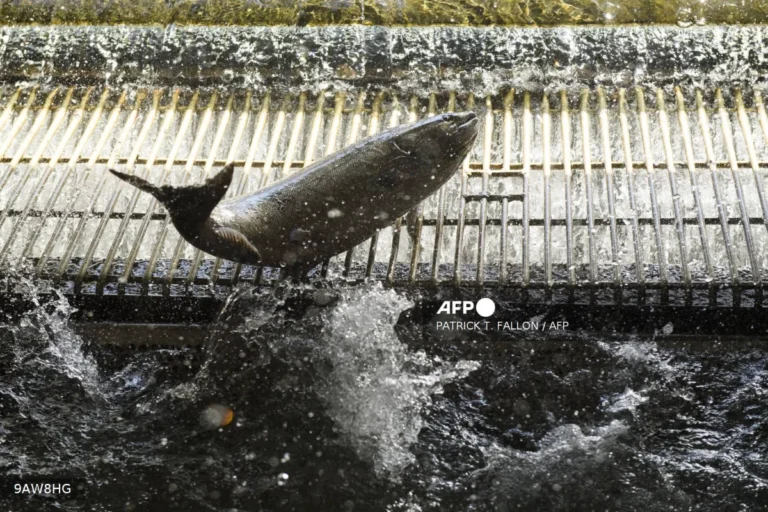 Antibiotic traces from salmon farms found in Australian marine species
